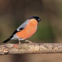 2008 (2) FEBRUARY - Bullfinch male 